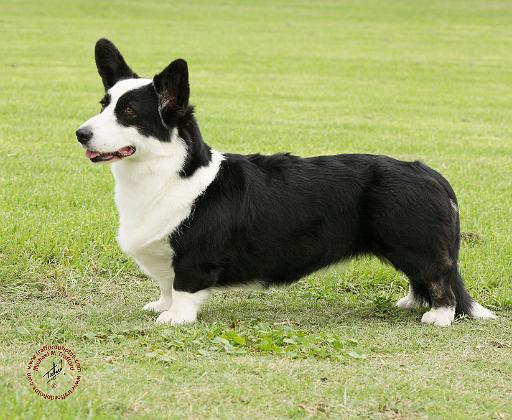 Welsh Corgi Cardigan 9Y501D-007.JPG